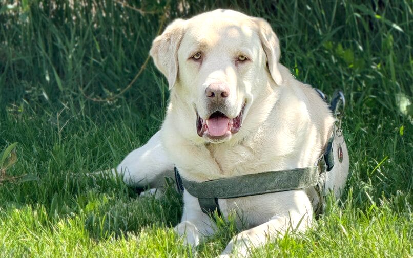 picture of dog